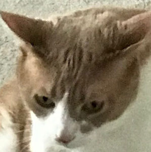 Meet your Posher, Dylan